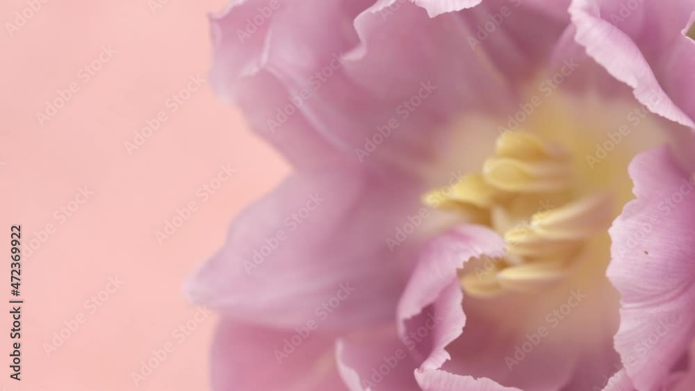 Tulip flower opening background. Timelapse of beautiful pink tulip flowers blooming, over pastel pink background. Macro Time lapse of spring Easter flower open, petals close-up. Holiday bouquet Tulip flower opening background. Timelapse of beautiful pink tulip flowers blooming, over pastel pink background. Macro Time lapse of spring Easter flower open, petals close-up. Holiday bouquet