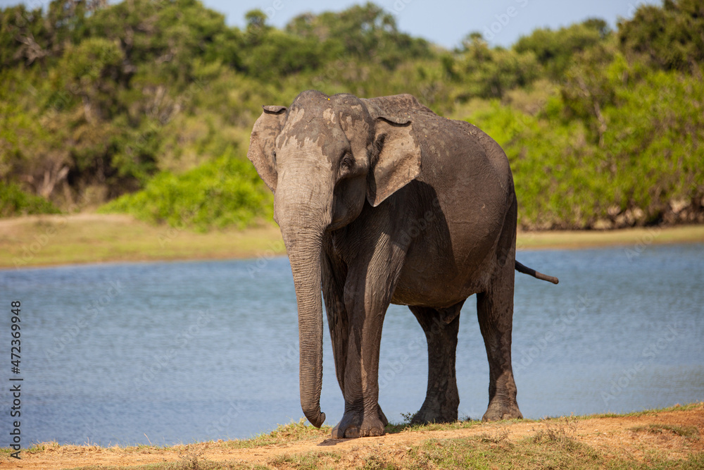 Obraz premium Asiatic Elephant walking drinking and walking around a waterhole in Yala, Sri Lanka