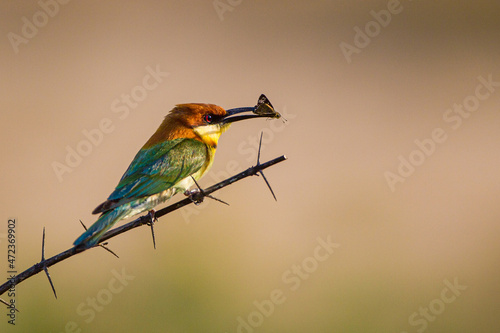 Chestnut-headed bee-eater sitting on a branch with an insect in its mouth in Yala, Sri Lanka