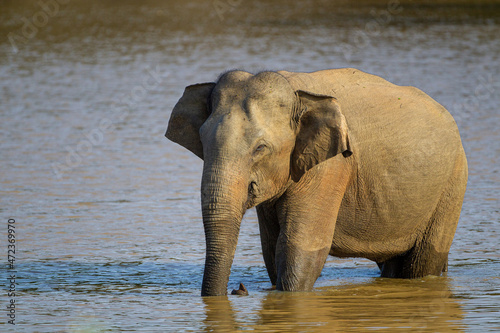 Asiatic Elephant walking drinking and walking around a waterhole in Yala, Sri Lanka