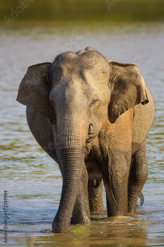 Asiatic Elephant walking drinking and walking around a waterhole in Yala  Sri Lanka
