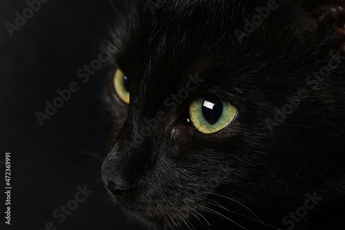 Fototapeta Naklejka Na Ścianę i Meble -  Black cat with beautiful eyes on dark background, closeup