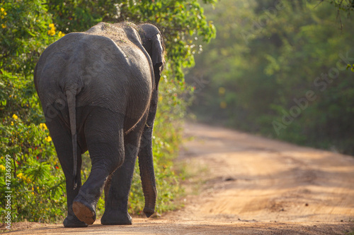 Asiatic Elephant walking drinking and walking around a waterhole in Yala, Sri Lanka © wayne