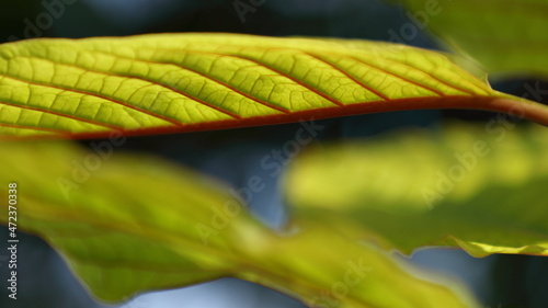 Red Leaf stalk Mitragyna speciosa, Kratom.