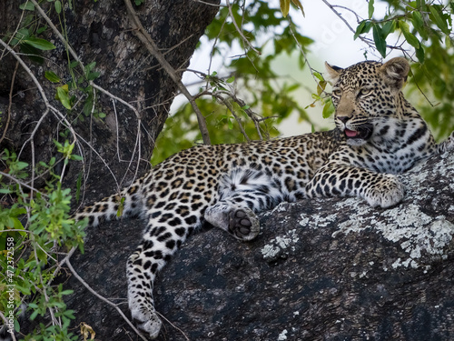 Leopard (Panthera Pardus) female in a African ebony or jackal-berry (Diospyros mespiliformis) tree. South Africa. © Roger de la Harpe
