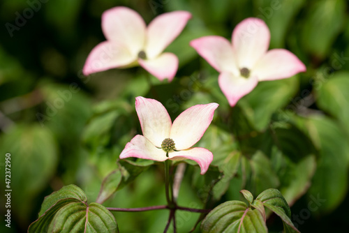 Hartriegel / Blüte photo