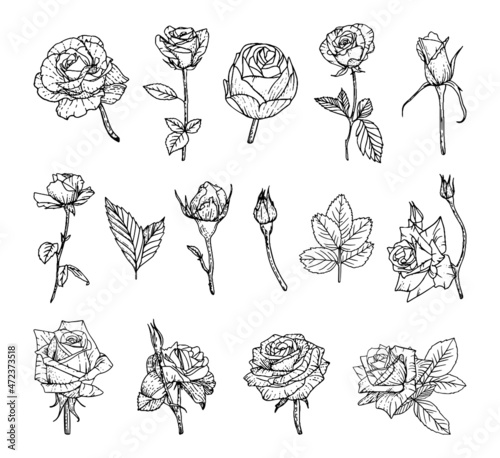 Collection of monochrome illustrations of roses in sketch style. Hand drawings in art ink style. Black and white graphics.