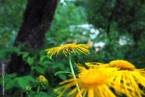 Yellow flowers elecampane on a background of greenery. Among the green plants, large yellow flowers with thin long petals have grown on thin stems. photo