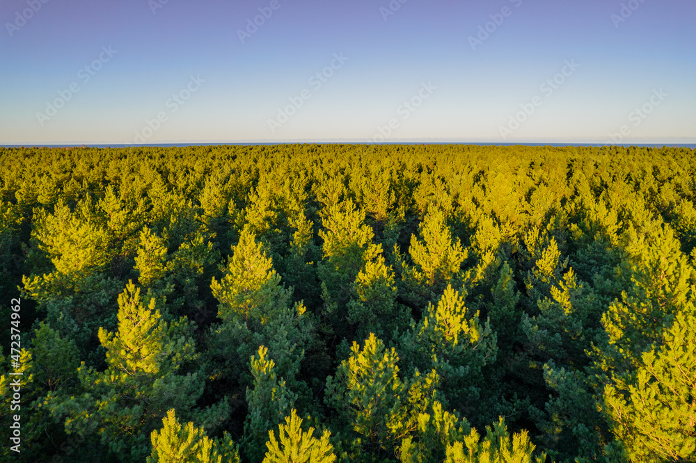 Above aerial shot of green pine forests and yellow foliage groves with beautiful texture of golden treetops. Beautiful fall season scenery in evening. Mountains in autumn colors in golden time Above aerial shot of green pine forests and yellow foliage groves with beautiful texture of golden treetops. Beautiful fall season scenery in evening. Mountains in autumn colors in golden time