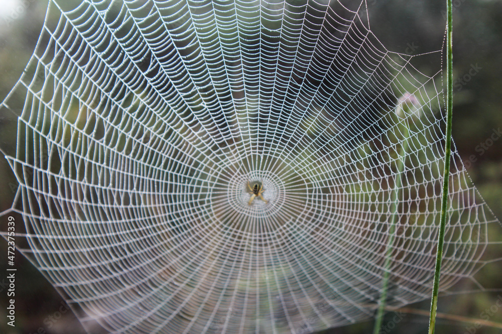 Fototapeta premium spider web in the morning