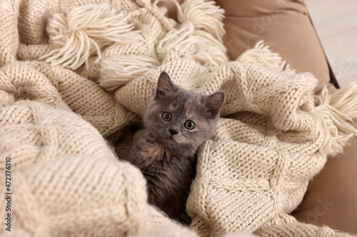 Cute fluffy kitten on soft knitted blanket