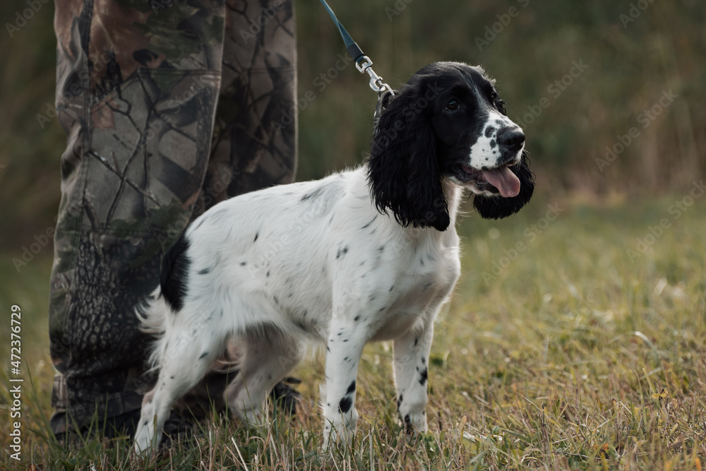 Puppy of spaniel is standing near male legs in outdoors.