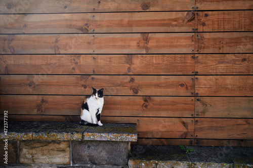 Tricolor cat against wooden wall outdoors.