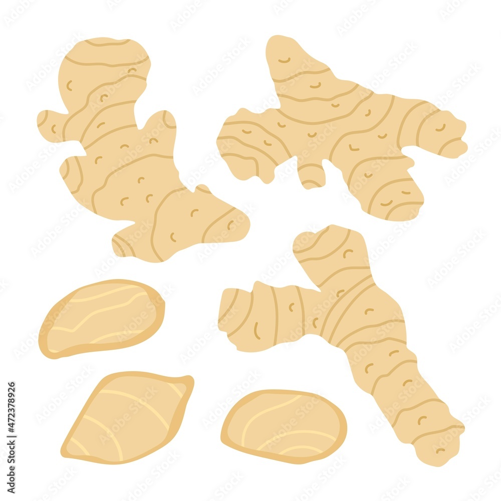 A set of sliced ginger roots or rhizome and slices. Flat style in vector illustration. Isolated element. Use for eco market and healthy food packing. Nature harvest, healthy product, tea ingredients A set of sliced ginger roots or rhizome and slices. Flat style in vector illustration. Isolated element. Use for eco market and healthy food packing. Nature harvest, healthy product, tea ingredients