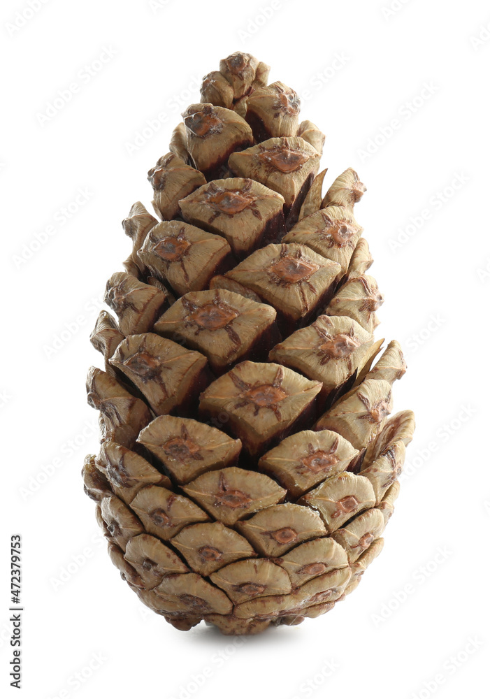 Beautiful dry pine cone isolated on white - obrazy, fototapety, plakaty 