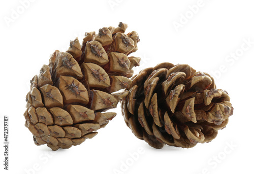 Beautiful dry pine cones on white background