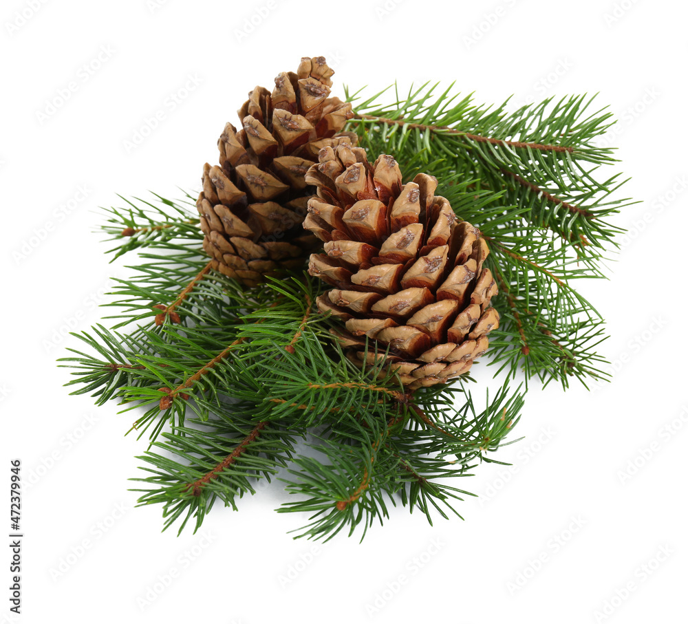Beautiful fir branches with dry cones on white background Beautiful fir branches with dry cones on white background