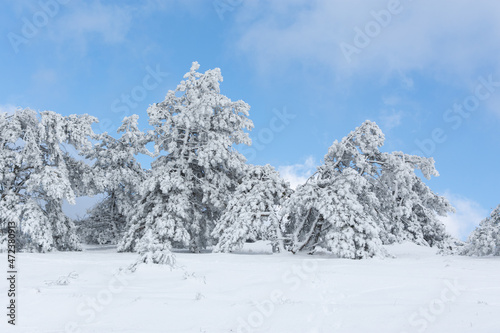 Coniferous forest in winter texture. Mountain winter landscape with snow-covered trees. Natural background of snowdrifts. Fabulous atmospheric natural texture of the forest. Tall trees in the snow