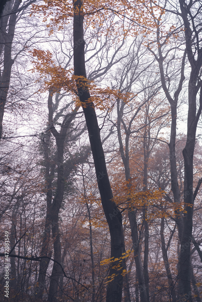 Fototapeta premium Beautiful atmospheric mystical autumn landscape. Trunks of trees in foggy forest
