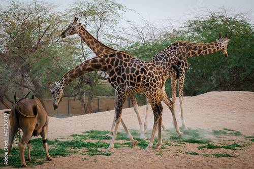 Wild giraffe in the zoo