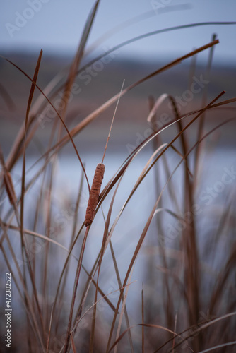 Photo of brown grass by the lake.