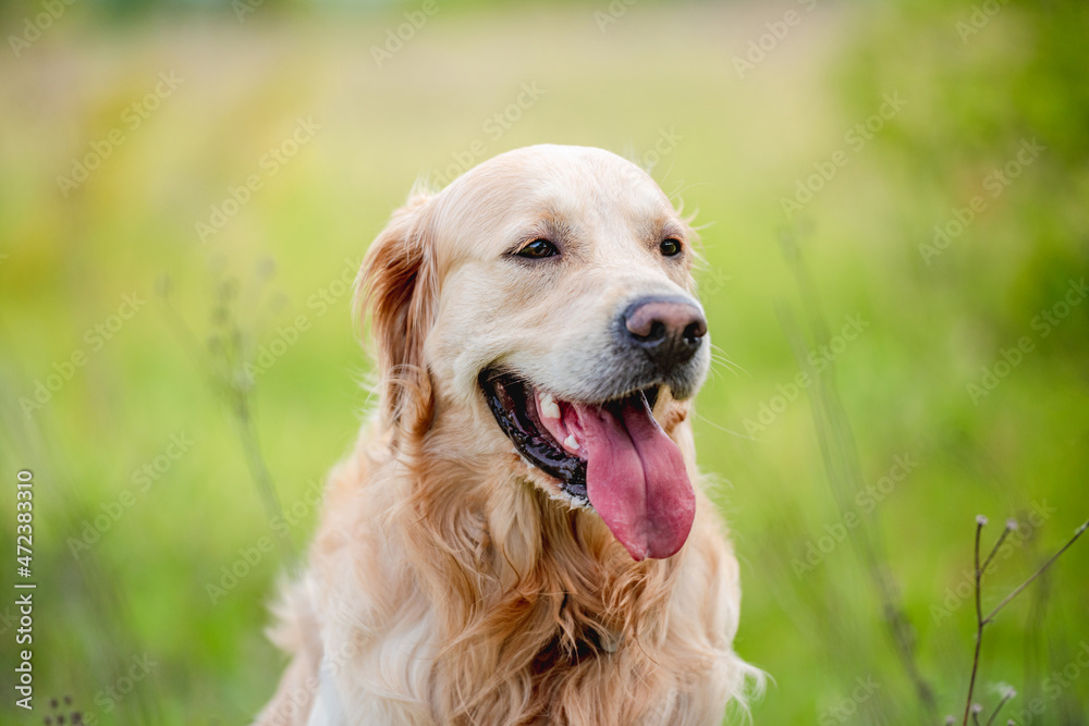 Golden retriever dog outdoors in summer