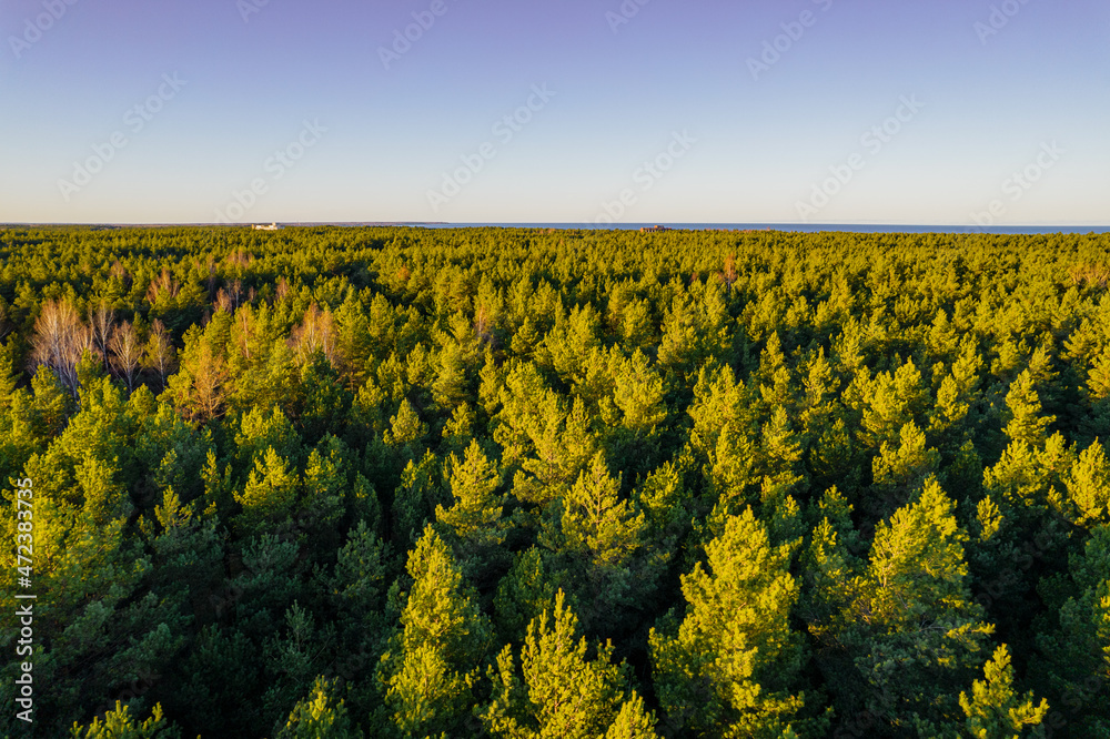 Above aerial shot of green pine forests and yellow foliage groves with beautiful texture of golden treetops. Beautiful fall season scenery in evening. Mountains in autumn colors in golden time Above aerial shot of green pine forests and yellow foliage groves with beautiful texture of golden treetops. Beautiful fall season scenery in evening. Mountains in autumn colors in golden time