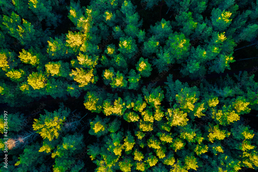 Directly above aerial drone full frame shot of green emerald pine forests and yellow foliage groves with beautiful texture of treetops. Beautiful fall season scenery. Mountains in autumn golden colors