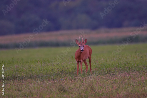 Fototapeta Naklejka Na Ścianę i Meble -  Roe deer ,,Capreolus capreolus,, in agricultural landscape,  Slovakia, Europe