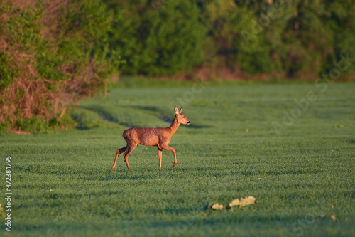 Roe deer   Capreolus capreolus   in agricultural landscape   Slovakia  Europe