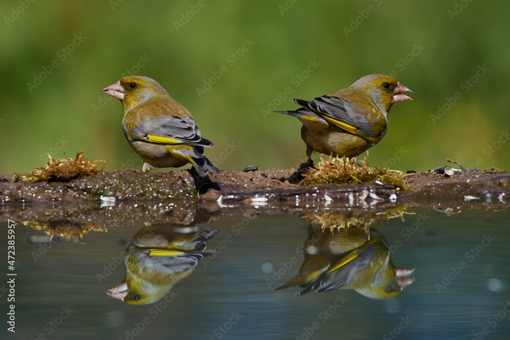 European greenfinch ,,Chloris chloris,, in amazing wild danubian forest, Slovakia, Europe European greenfinch ,,Chloris chloris,, in amazing wild danubian forest, Slovakia, Europe