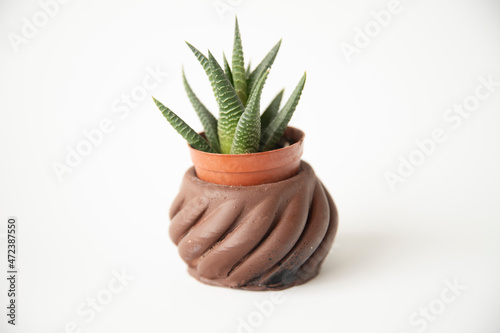 Haworthia fasciata in brown pot on a white background