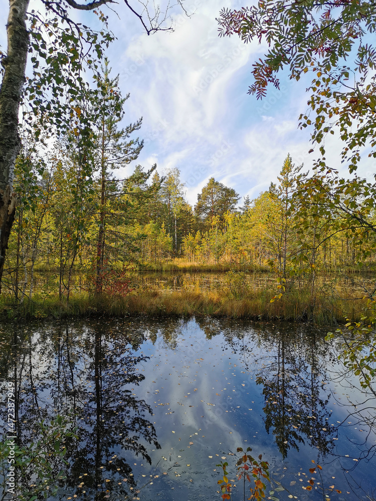Fototapeta premium The mirror surface of a forest lake, in which trees with yellowing leaves and the sky with beautiful clouds are reflected.