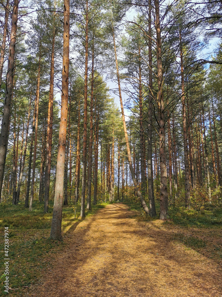 Obraz premium A road strewn with yellow needles, between tall ship pines.