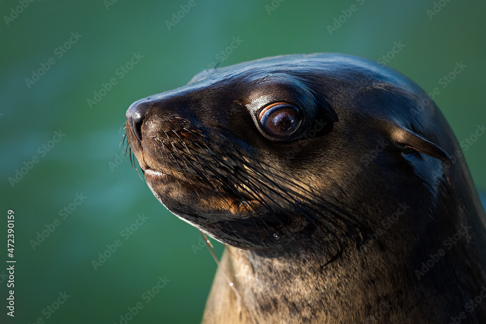Fototapeta premium Portrait (close-up) of a fur seal at Walvis Bay, Namibia
