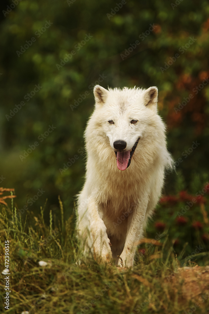male Arctic wolf (Canis lupus arctos) he looks like he's smiling