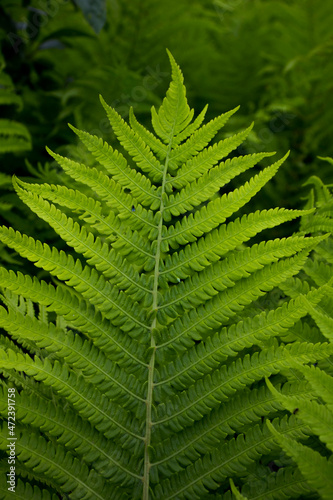 macro photo of green fern petals. The fern bloomed. Fern on a background of green plants. Beauty is in the little things photo