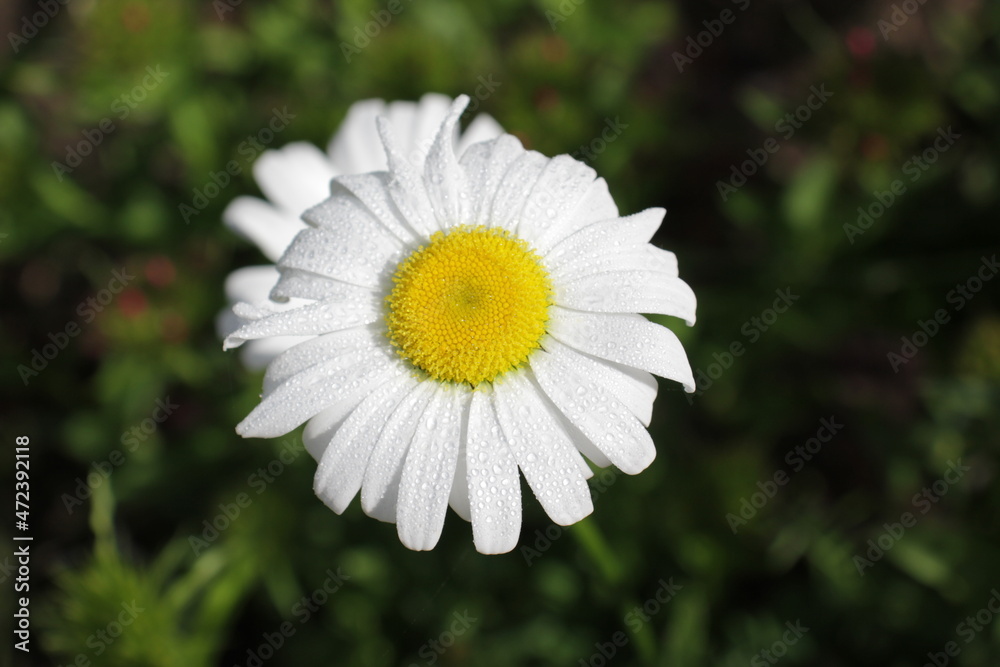 Chamomile or chamomile flower with water drops on white petals after rain on a green background. Close-up.