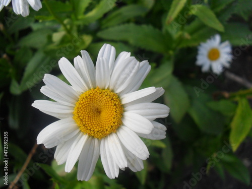 flower  white  plant  grass  petals  nature  bud  chamomile