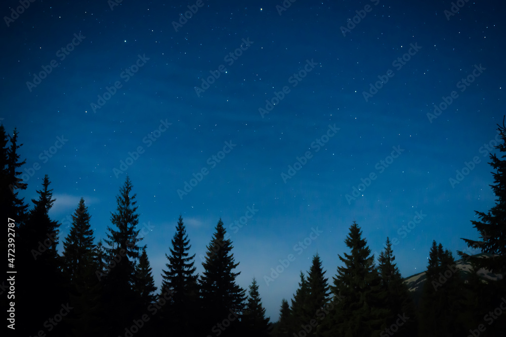 Night forest with pine trees, dark night sky and many stars. Night forest landscape Night forest with pine trees, dark night sky and many stars. Night forest landscape