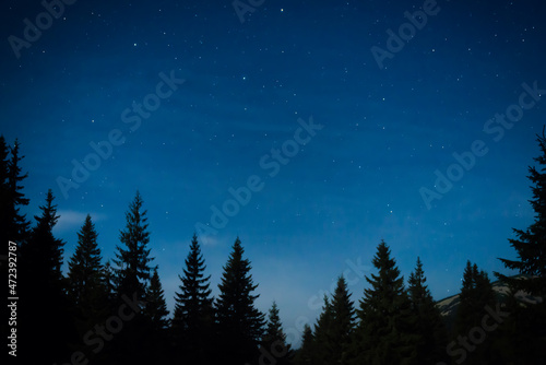 Night forest with pine trees, dark night sky and many stars. Night forest landscape