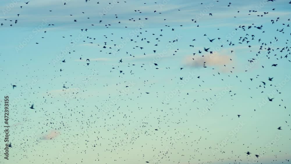 Flock of birds, starlings, flying in slow motion. Flock of birds, starlings, flying in slow motion.
