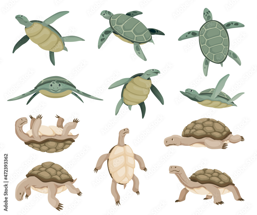 Fototapeta premium Turtles in various poses, characters collection. Set of green sea or ocean tortoise and land turtle in different actions swimming and walking. Wildlife animals in shell