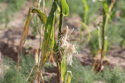 On maize crop, an animal has destroyed the standing crop in the field by eating the fruit of maize. photo