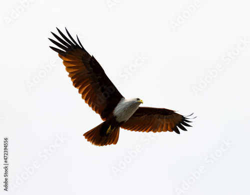 eagle in flight - Goa, India © Dipesh