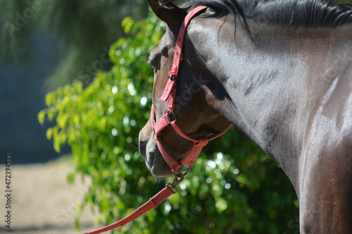 brown horse being led by the reins