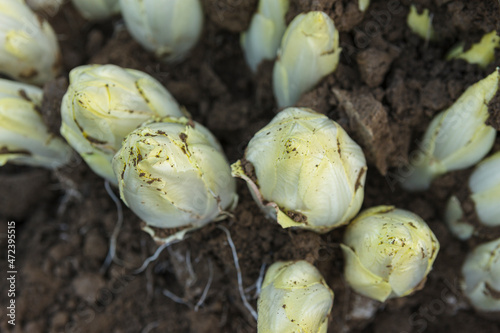 Belgian chicory harvest topview photo