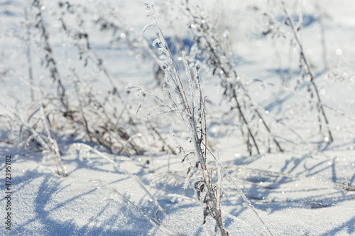 Frozen plants as natural winter background. Sparkling snow and frost on dry grass on field