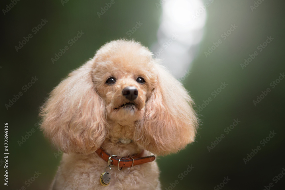 poodle dog in green fog forest poodle dog in green fog forest