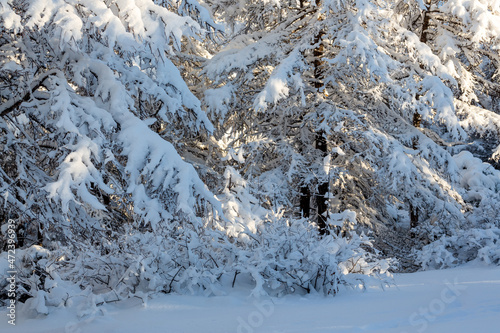 Winter forest. Snow-covered trees and bushes. There is a lot of snow on the branches of larch trees. Cold snowy weather. Amazing northern nature. Beautiful winter background.